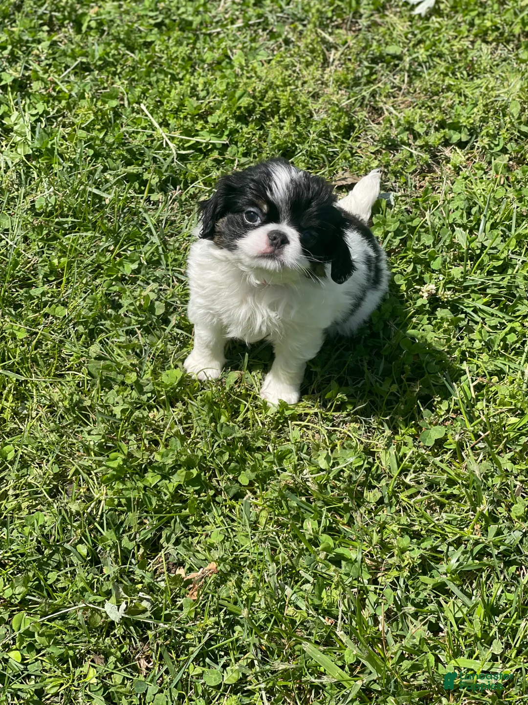 Japanese Chin dogs for sale: Japanese Chin Puppy 10 - Ad 1