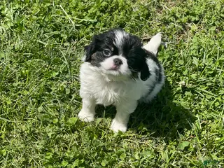 Japanese Chin dogs Japanese Chin Puppy 10 - Ad 3