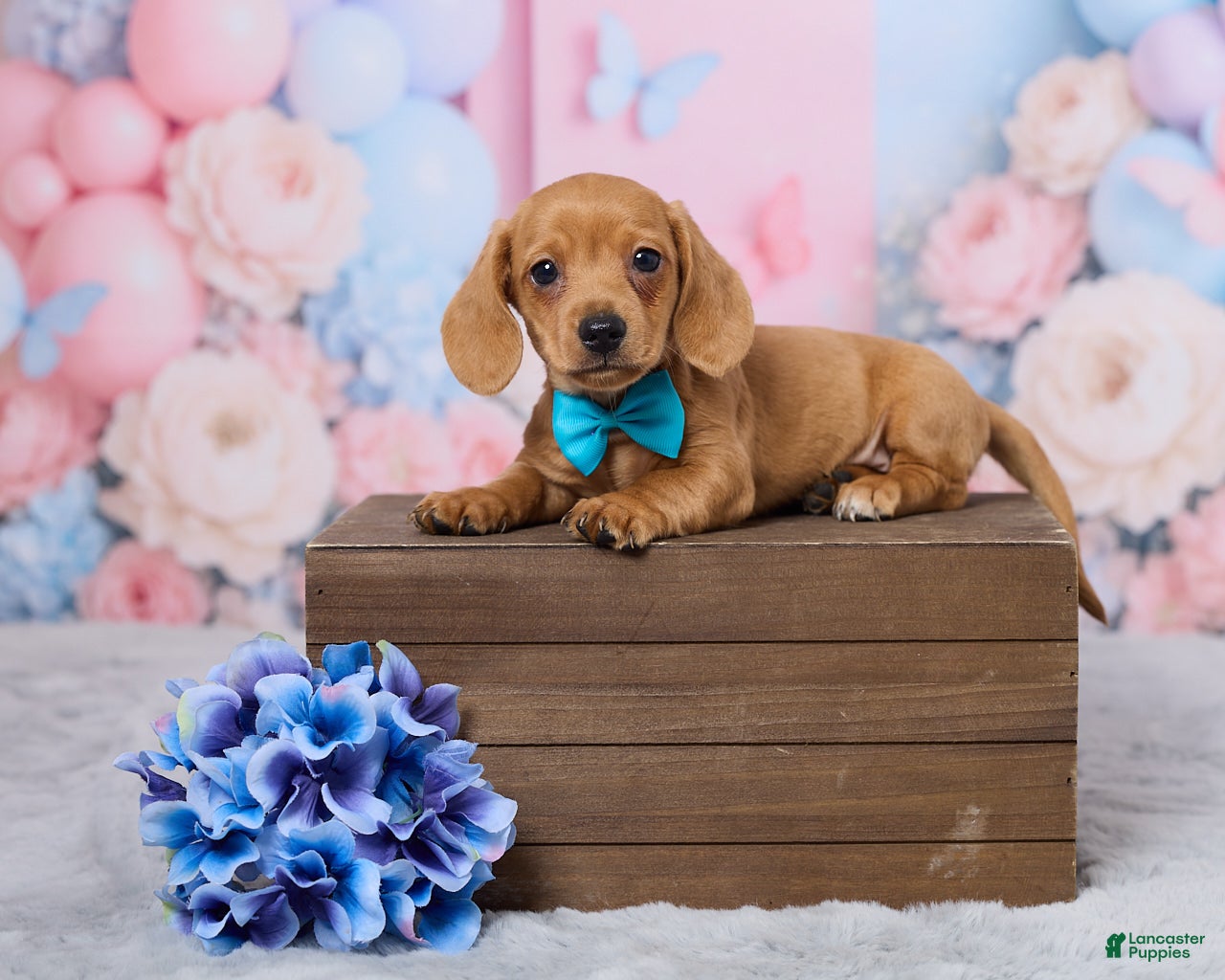 Miniature Dachshund dogs Jace - Ad 1