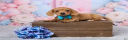 Miniature Dachshund dogs for sale: Jace - Ad 1