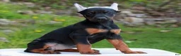 Doberman Pinscher dogs for sale: Ashley  - Ad 2