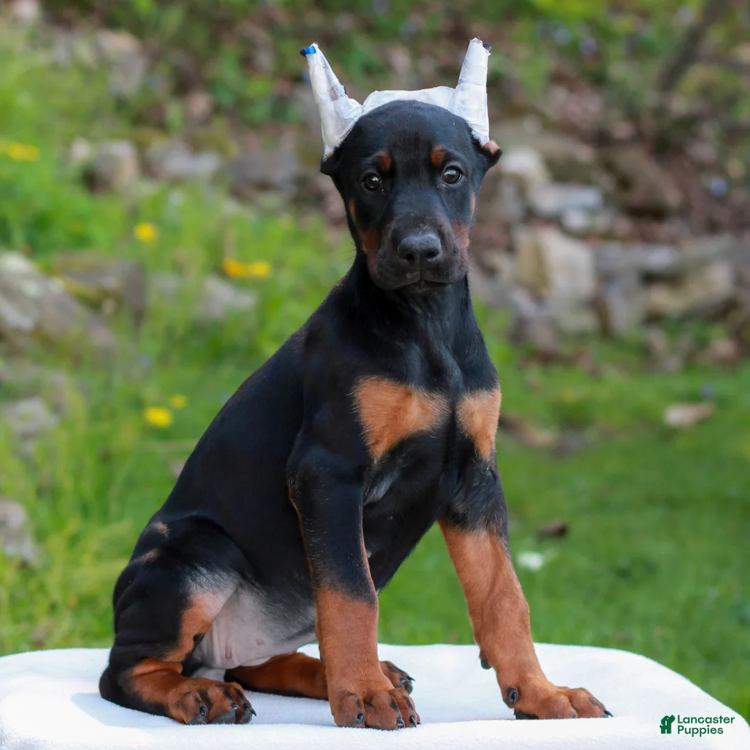 Doberman Pinscher dogs for sale: Ashley  - Ad 2