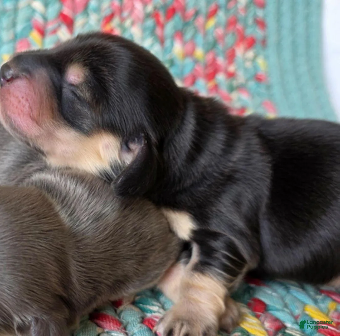 Dachshund dogs for sale: Rudy black and cream - Ad 1