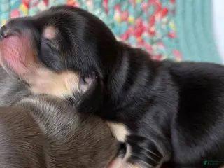 Dachshund dogs for sale: Rudy black and cream - Ad 2