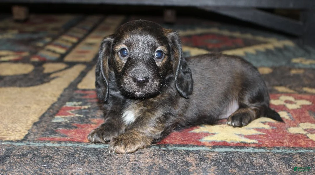 Dachshund dogs for sale: Abby - Ad 5