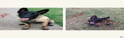 Belgian Malinois dogs for sale: Belgian Malinois 1 - Ad 2