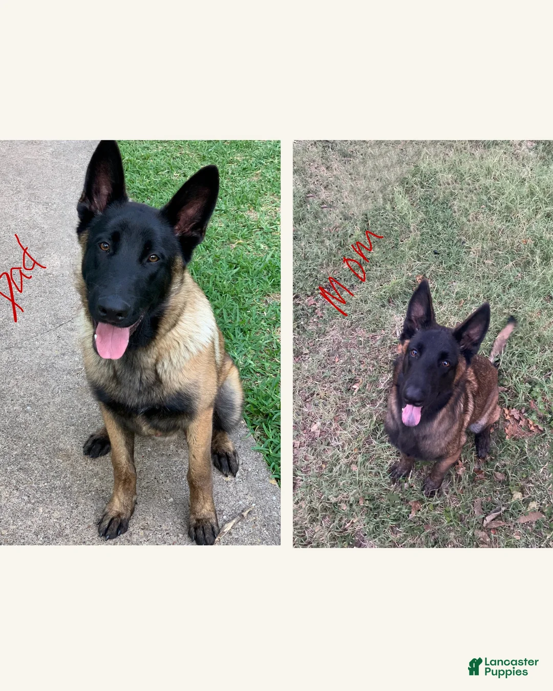 Belgian Malinois dogs for sale: Belgian Malinois 1 - Ad 2