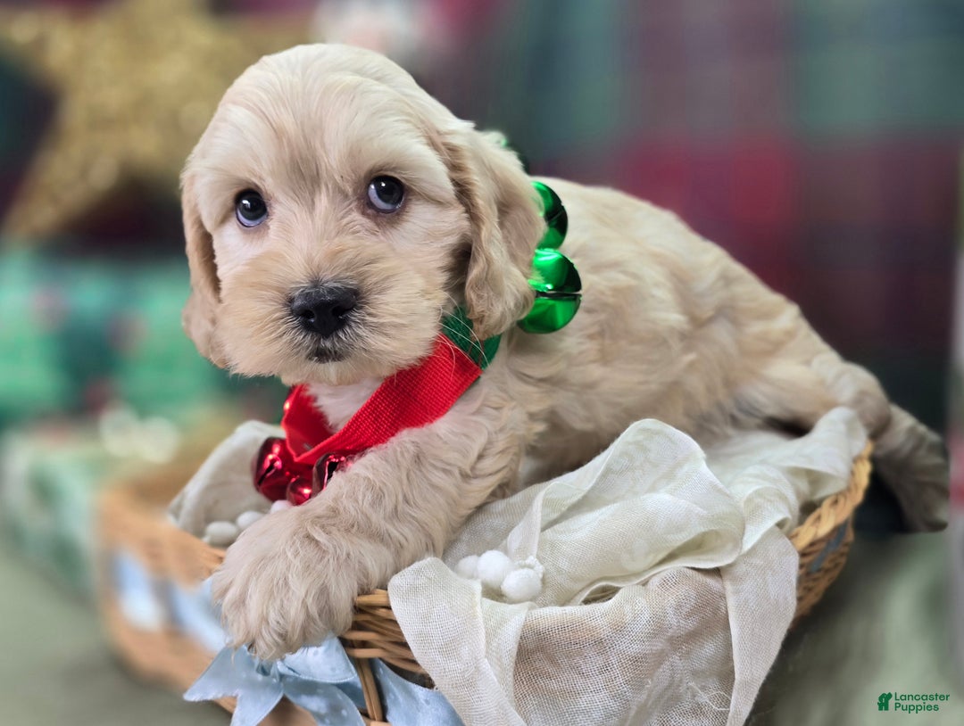 Cockapoo dogs for sale: Lieutenant Pete - Ad 20