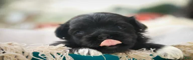 Maltilda Havanese