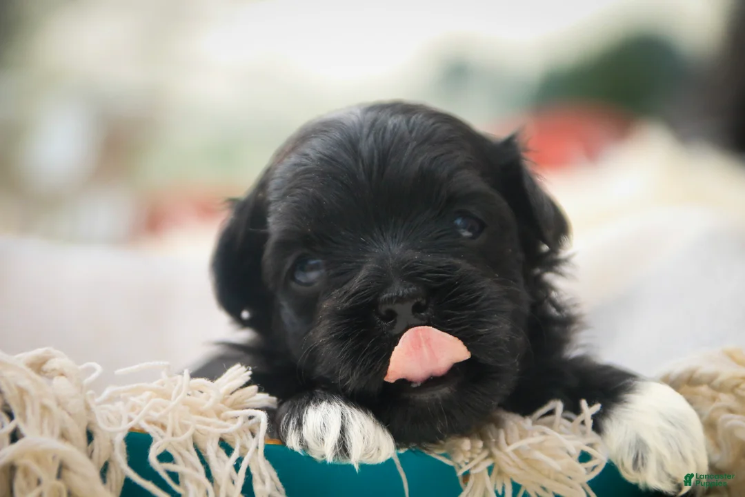 Havanese dogs for sale: Maltilda Havanese - Ad 1