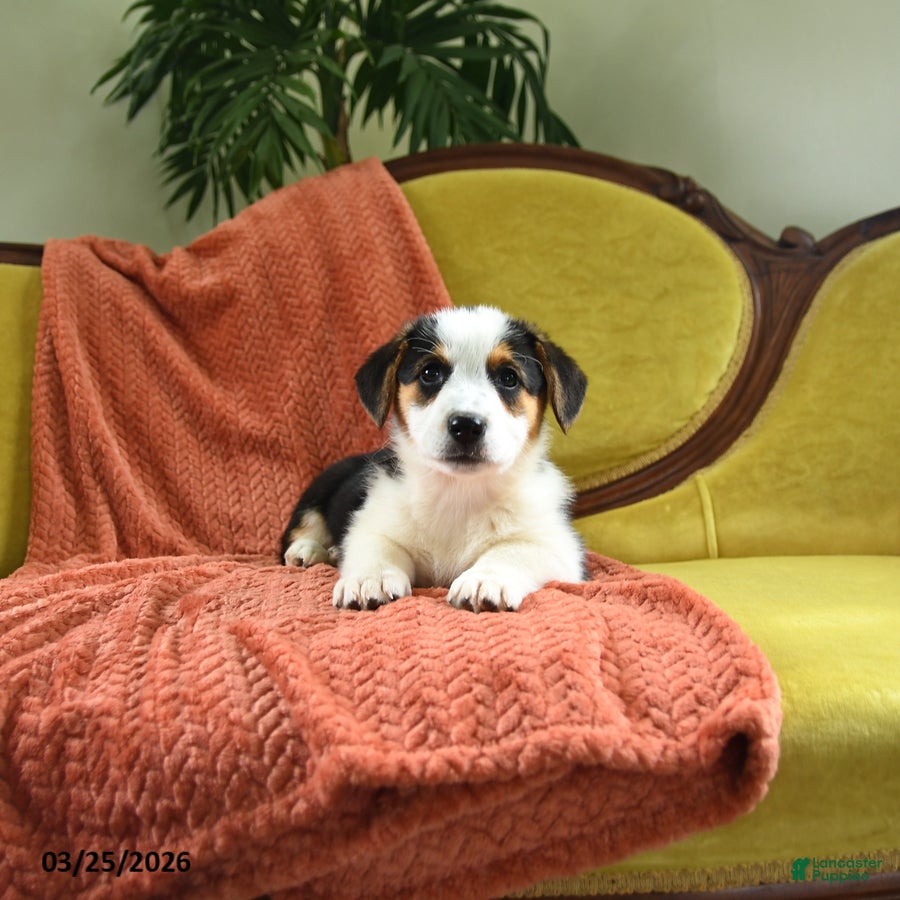 Welsh Corgi Pembroke dogs Tiffany - Ad 2