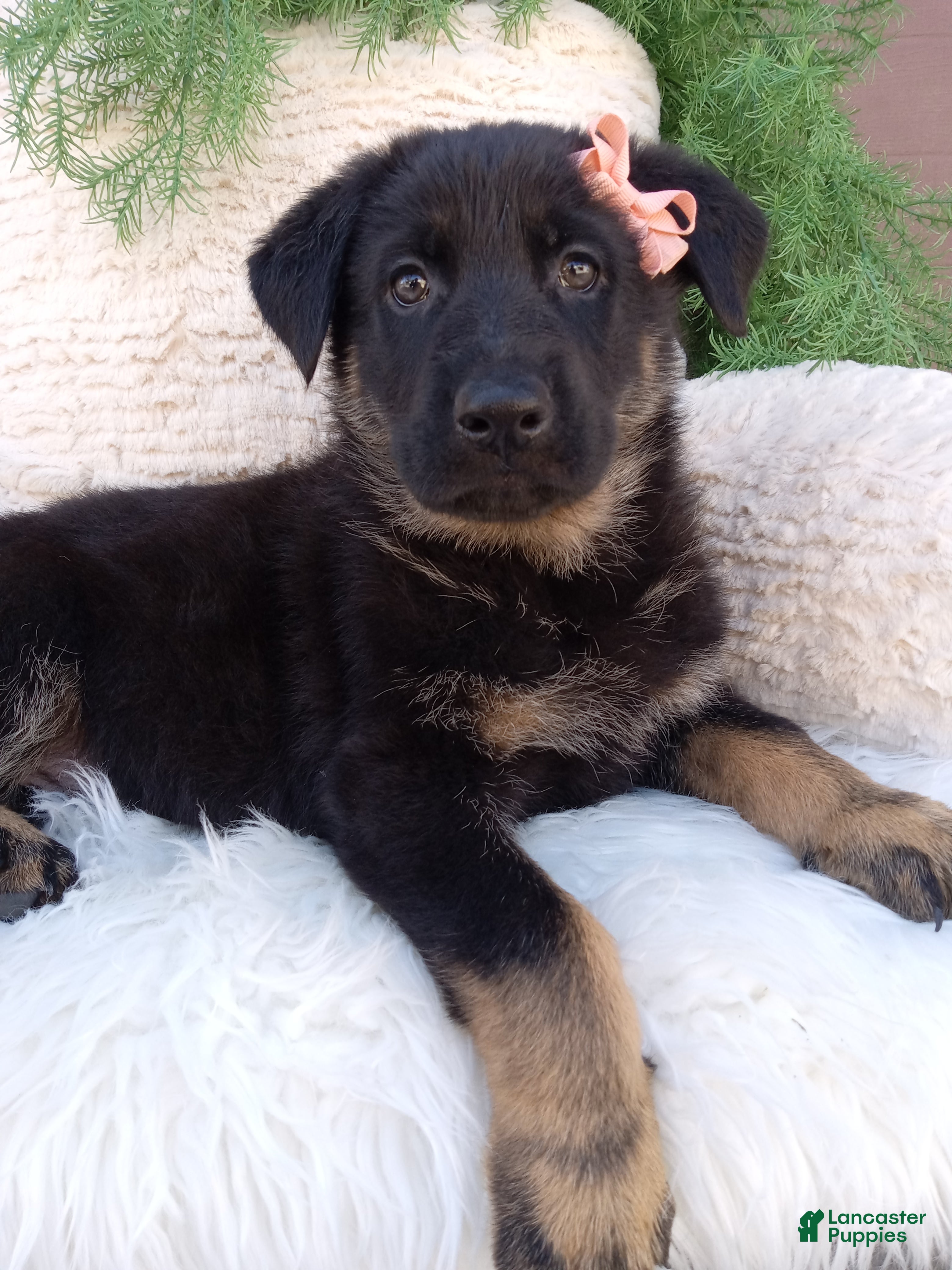 German Shepherd dogs Clover - Ad 1