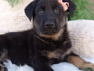 German Shepherd dogs for sale: Clover - Ad 3