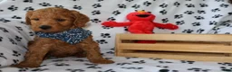 Mini Goldendoodle dogs for sale: Ollie  - Ad 4