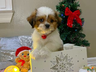 Shih Tzu dogs Gingerbread - Ad 6