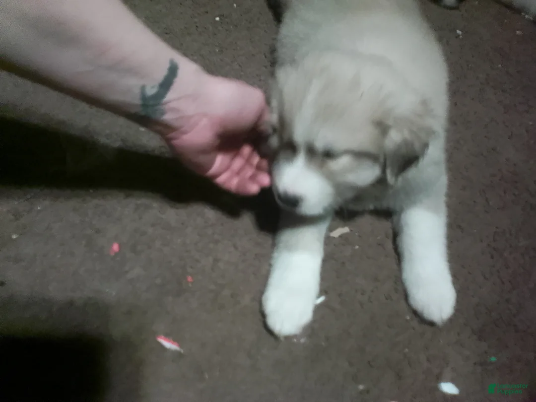 Mixed Breed dogs for sale: Rolly Polly Boy - Ad 18