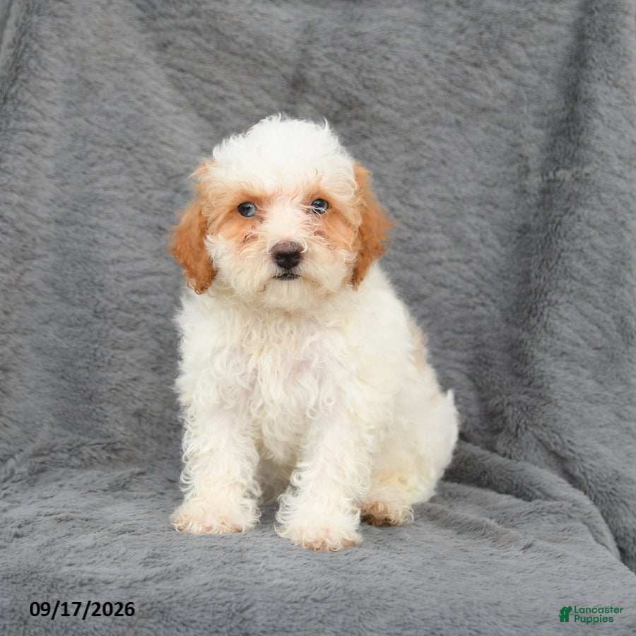 Bichpoo dogs Ziggy - Ad 1