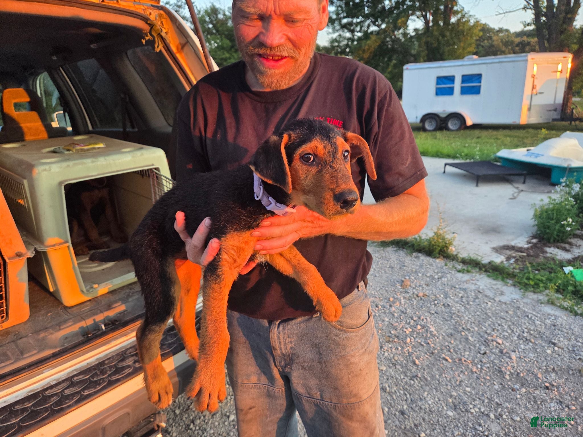 Airedale Terrier dogs Airedale Terrier 1 - Ad 1