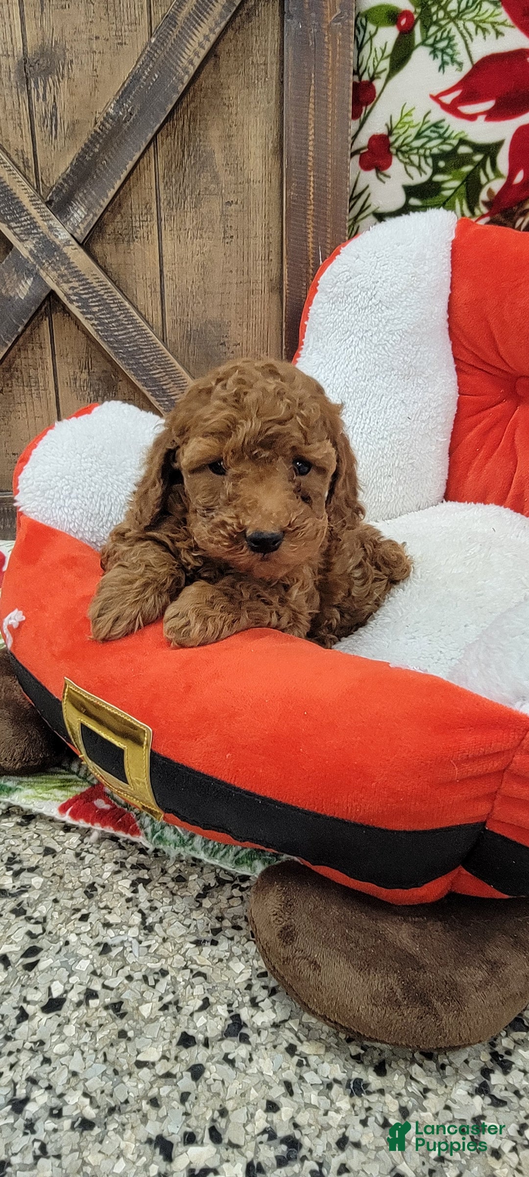 Toy Poodle dogs for sale: Myron - Ad 5