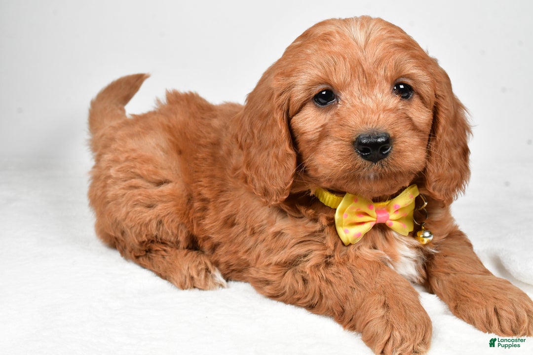 Mini Goldendoodle dogs for sale: Ripley f one b - Ad 1