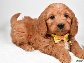 Mini Goldendoodle dogs Ripley f one b - Ad 30