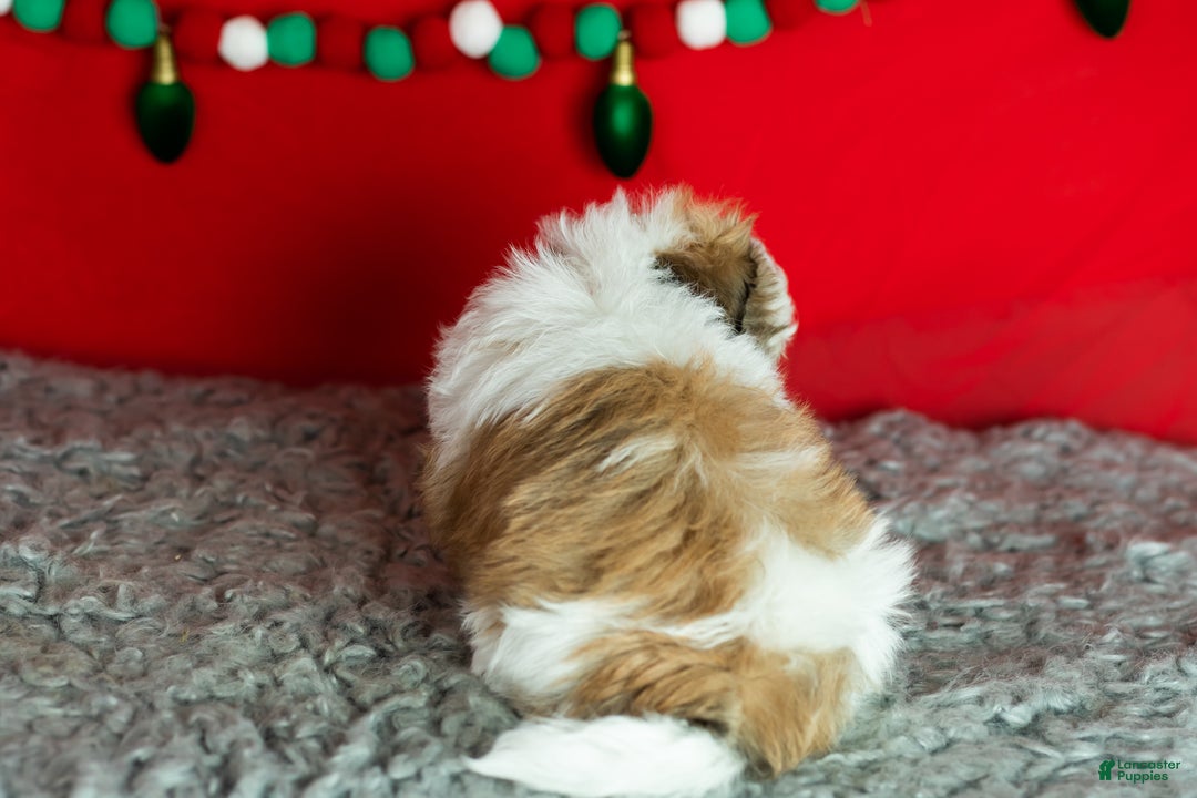 Teddy Bear dogs for sale: milo - Ad 6