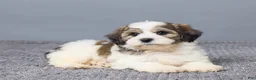 Teddy Bear dogs for sale: Lance - Ad 7