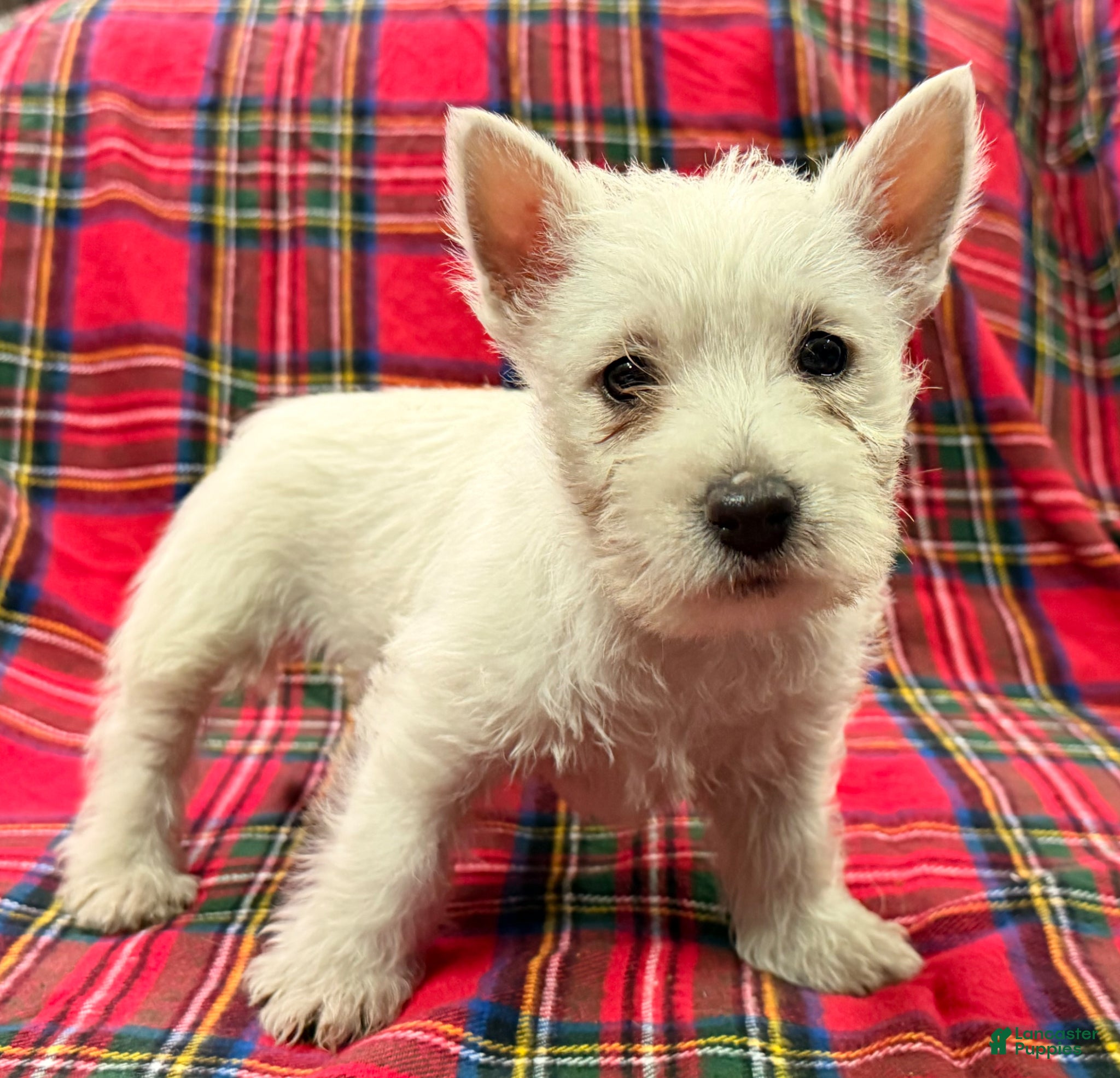 West Highland Terrier dogs for sale: Abby - Ad 3