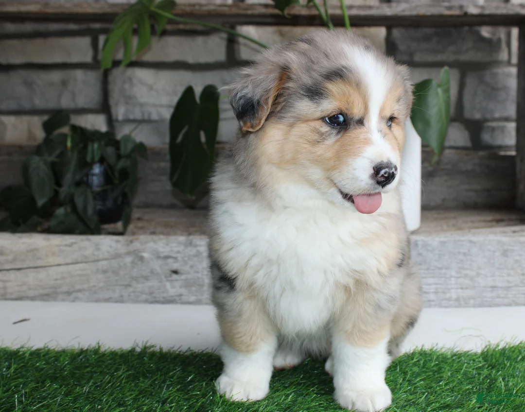 Australian Shepherd dogs for sale: lacy - Ad 6