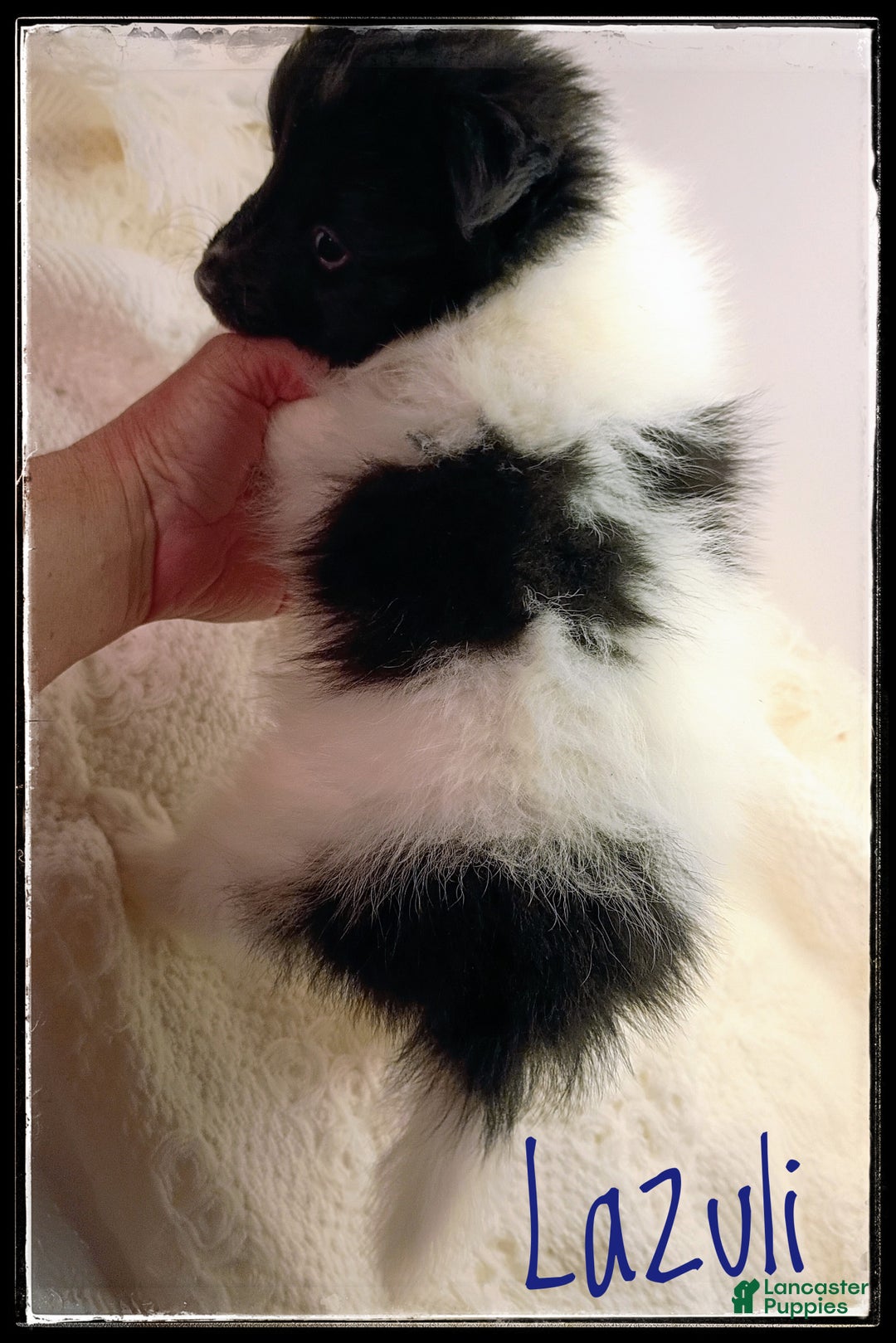 Shetland Sheepdog dogs for sale: Peridot (Perry) - Ad 8