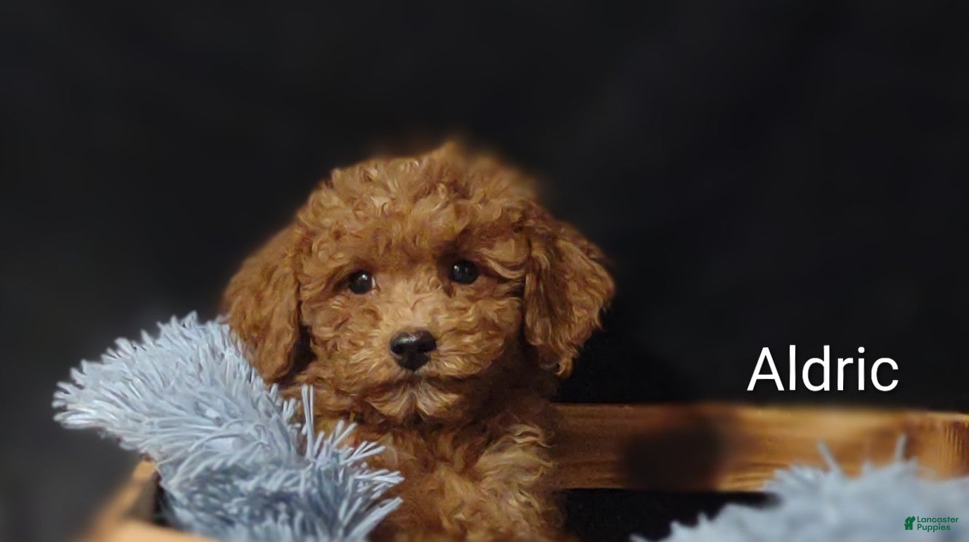 Cavapoo dogs Aldric - Ad 2