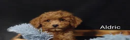 Cavapoo dogs for sale: Aldric - Ad 11