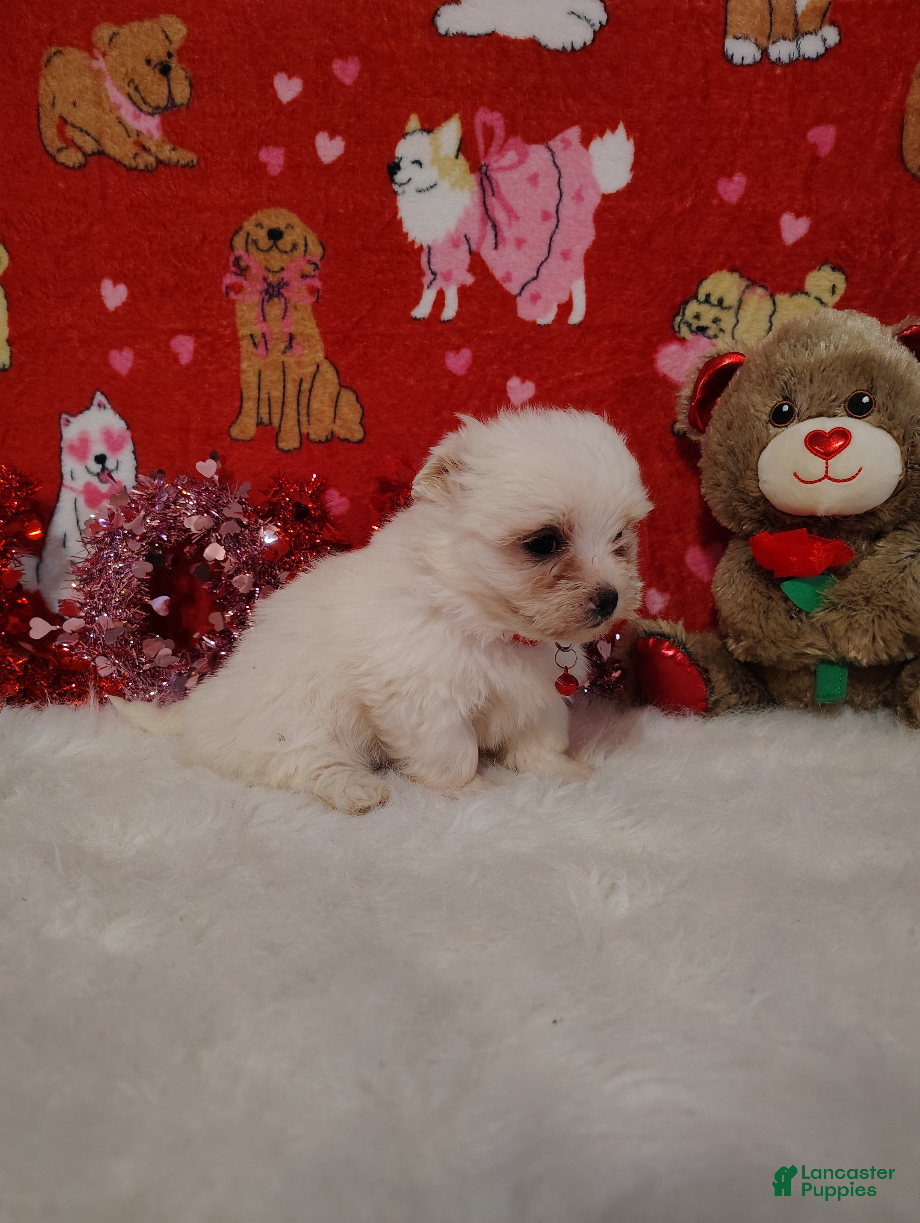 Maltese dogs Bert - red - Ad 2