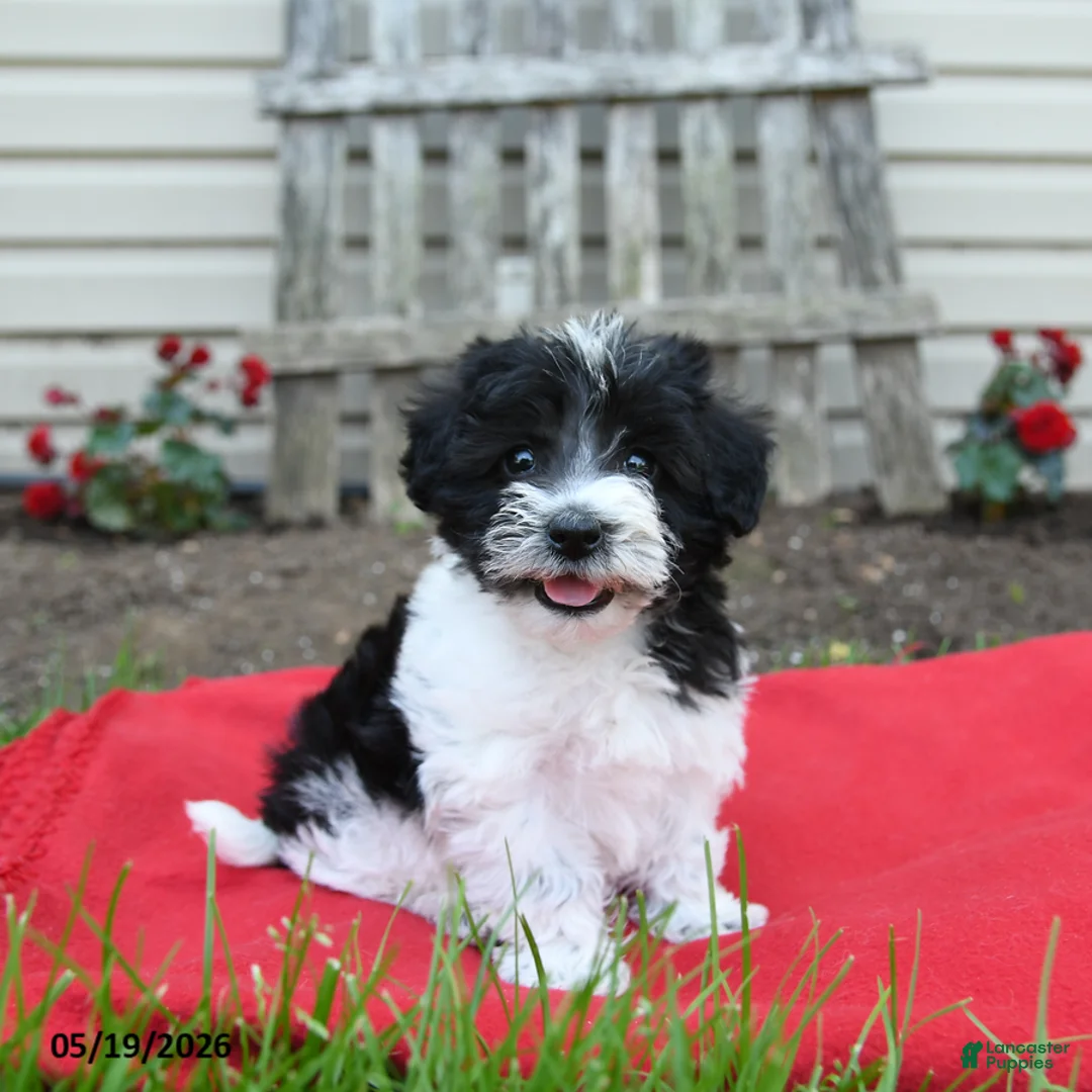 Schnoodle dogs for sale: Bunny - Ad 1