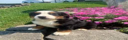 Bernese Mountain Dog dogs for sale: Rosie - Ad 6
