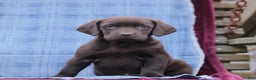 Labrador Retriever dogs for sale: Jenna  - Ad 1