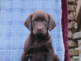 Labrador Retriever dogs Jenna - Ad 35