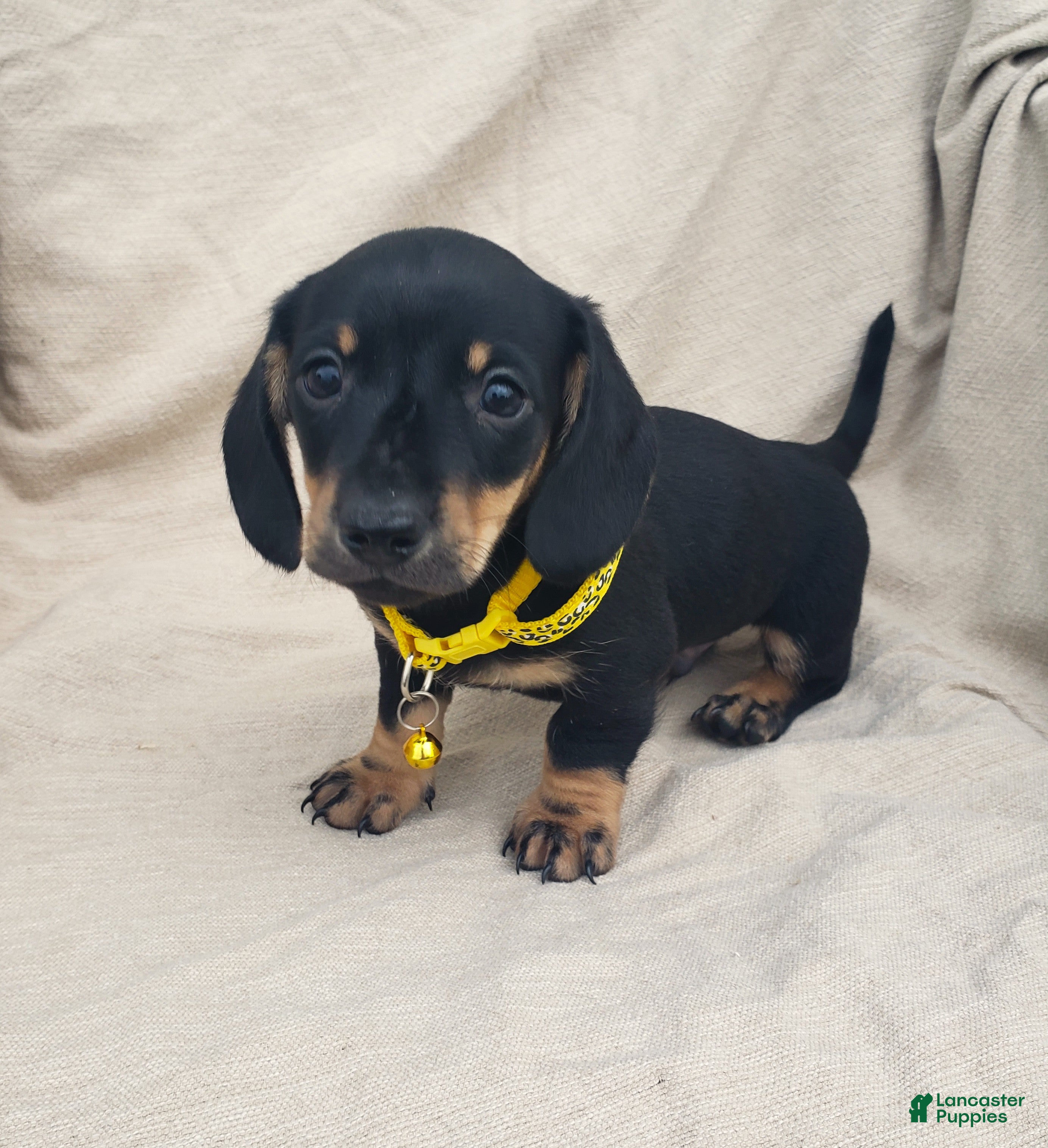 Miniature Dachshund dogs TONY - Ad 2