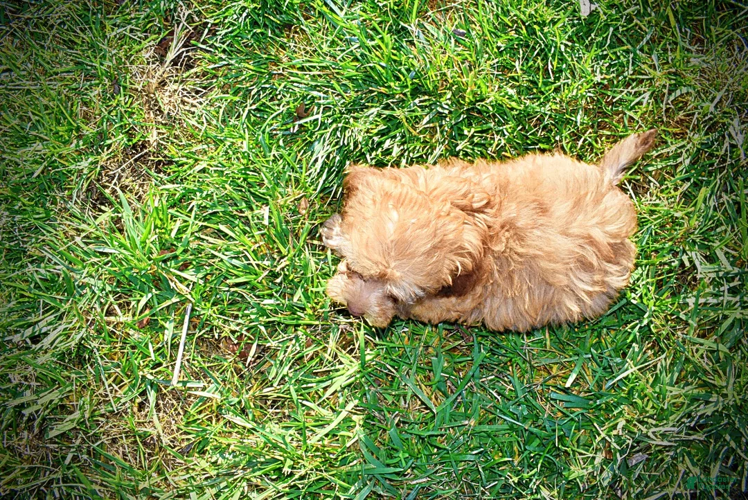 Havapoo dogs for sale: Sunny - Ad 28