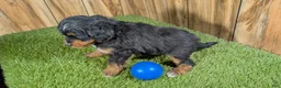 Mini Aussiedoodle dogs for sale: Sunset Boy 2 - Ad 3