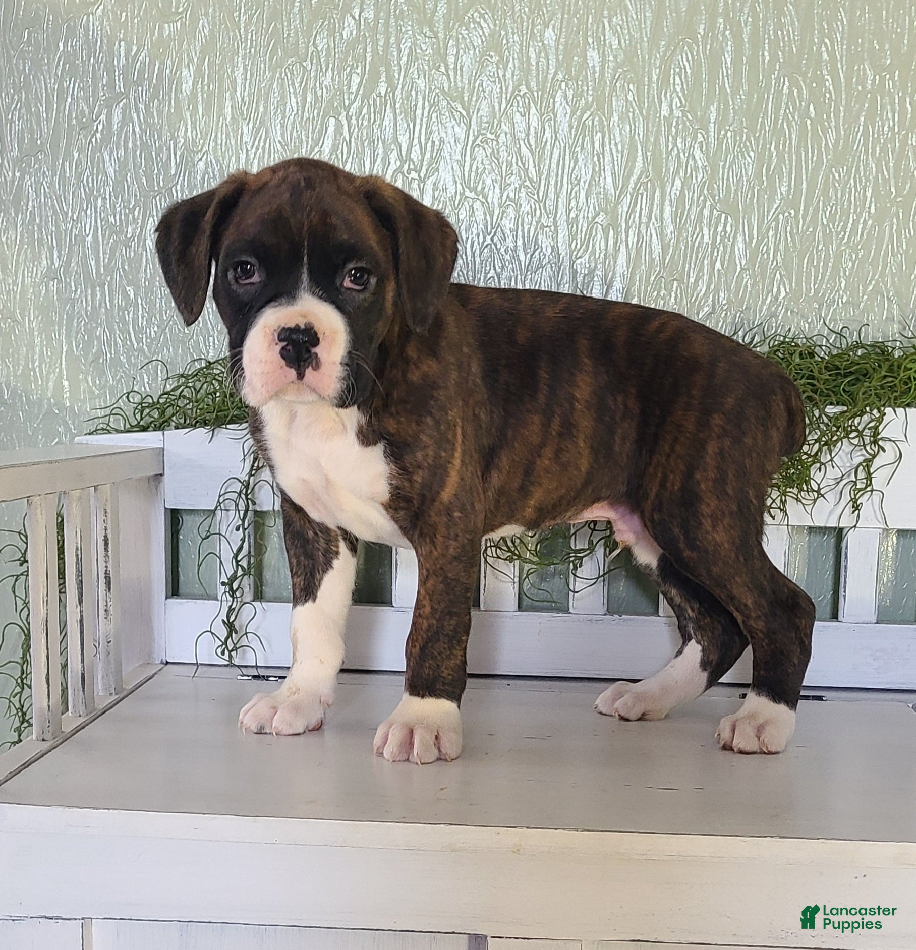Boxer dogs Rocky - Ad 2