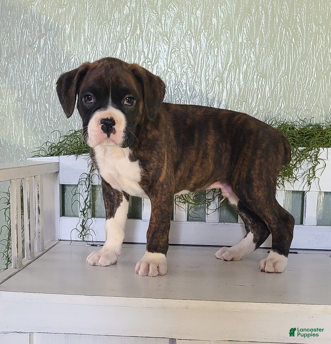 Boxer dogs for sale: Rocky - Ad 1