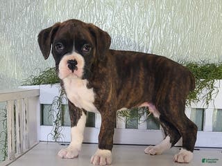 Boxer dogs Rocky - Ad 11