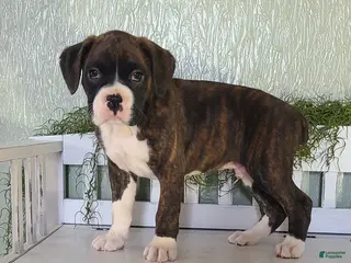 Boxer dogs Rocky - Ad 33