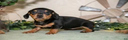 Miniature Dachshund dogs for sale: Summer - Ad 2