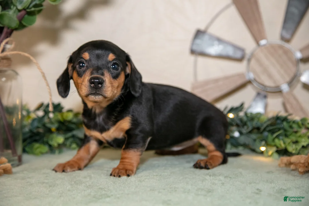 Miniature Dachshund dogs for sale: Summer - Ad 2