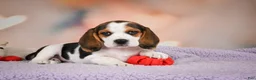 Beagle dogs for sale: OPAL - Ad 9