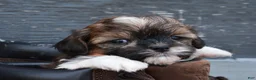 Shihpoo dogs for sale: Patches - Ad 4