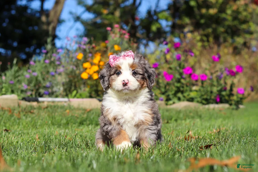 Mini Bernedoodle dogs for sale: Ruby🌸 - Ad 1