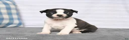 Boston Terrier dogs for sale: Rascal - Ad 4